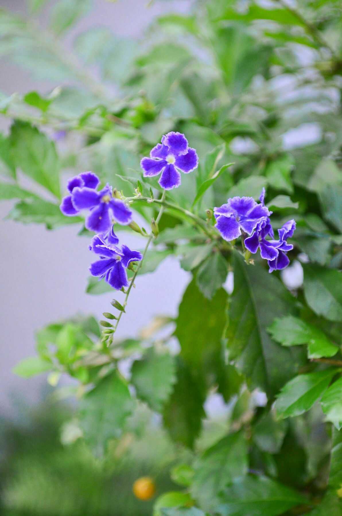 Casa Hotel Jardin Azul カリ エクステリア 写真
